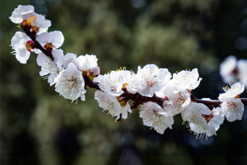 天坛公园杏花（8）2026-03-27 e