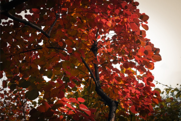 北京坡峰岭（17）2025-10-25 d