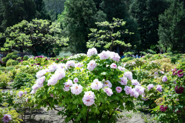 景山公园牡丹(11)2026-04-21 d
