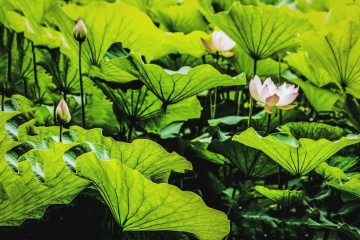 北京莲花池公园（21）2026-6-18 f