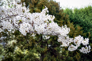 玉渊潭公园樱花（3）2026-03-30 e