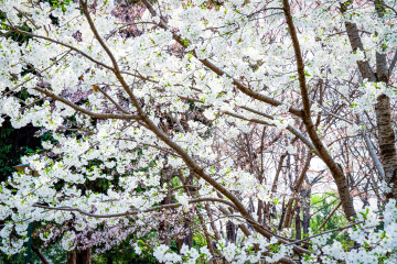 玉渊潭公园樱花（6）2026-03-30 b