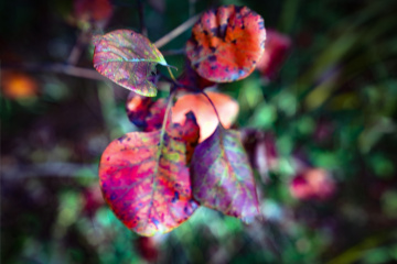 北京八达岭森林公园（21）2025-10-14 d