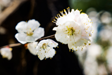 天坛公园杏花（8）2026-03-27 b