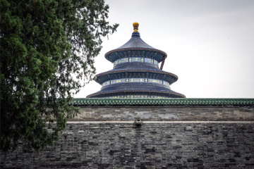 天坛公园月季(1)2026-05-06 a