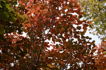 北京坡峰岭（17）2025-10-25 f