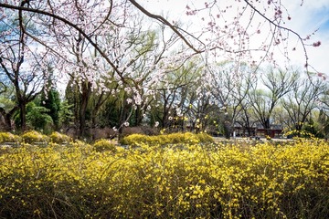 颐和园西堤（5）2025-3-19 d