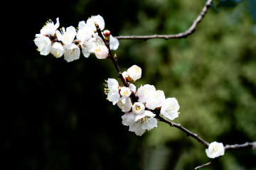 天坛公园杏花（7）2026-03-27 d