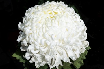 天坛公园菊花（1）2023-10-31 d