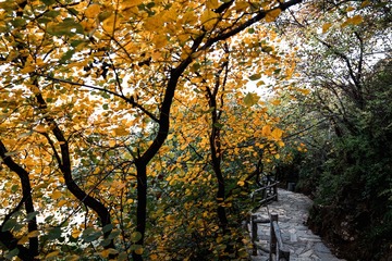 北京坡峰岭（26）2024-10-21 e