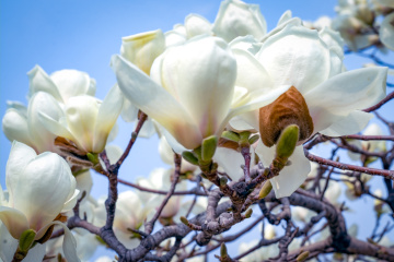 春季玉兰花（6）2026-03-24 c