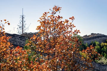 北京八达岭森林公园（18）2024-10-10 d