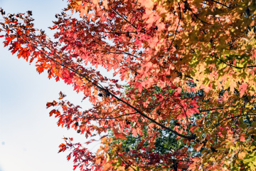 北宫森林公园（17）2025-10-20 e