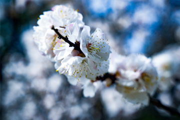 天坛公园杏花（7）2026-03-27 a