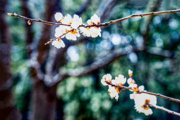 天坛公园杏花（7）2026-03-27 c