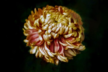 北海公园菊花（16）2024-10-5 f