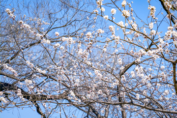 颐和园西堤（9）2026-03-20 a