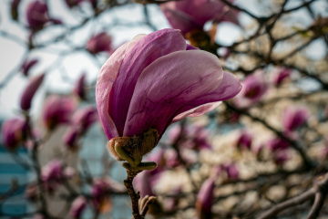 春季玉兰花（5）2026-03-24 a