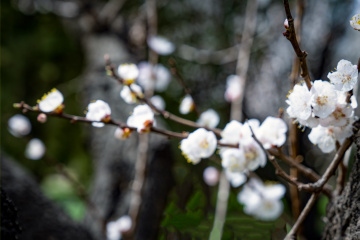 天坛公园杏花（7）2026-03-27 f