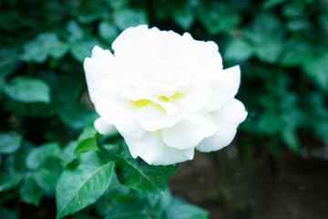 天坛公园月季（2）2026-05-15 c