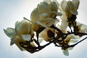 春季玉兰花（3）2026-03-24 f