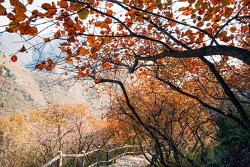 北京坡峰岭（20）2024-10-21 f