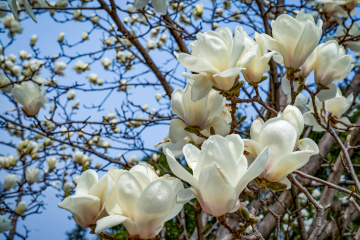 春季玉兰花（5）2026-03-24 f