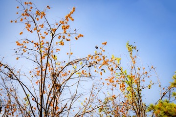 北宫森岭公园（11）2024-10-19 b