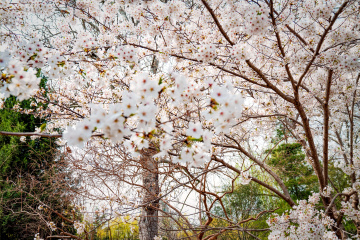 玉渊潭公园樱花（3）2026-03-30 b