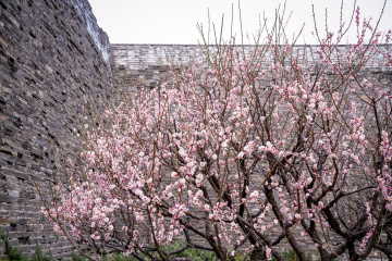 北京明城墙遗址公园（7）2026-03-17 f