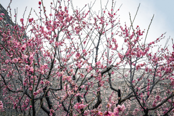 北京明城墙遗址公园（8）2026-03-17 b