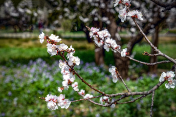 天坛公园杏花（7）2026-03-27 e