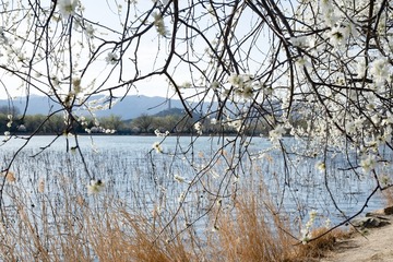 颐和园西堤（14）2025-3-19 e