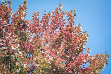 北宫森林公园（17）2025-10-20 b