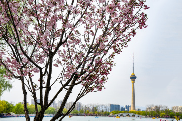 玉渊潭公园樱花（5）2026-03-30 f