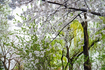 玉渊潭公园樱花（14）2026-03-30 e