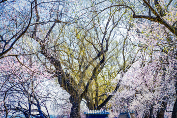 颐和园西堤（9）2026-03-20 b