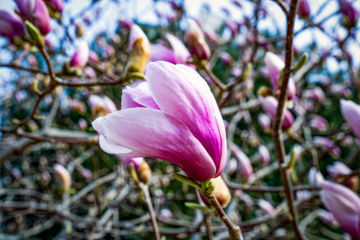 春季玉兰花（6）2026-03-24 f