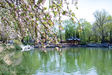 陶然亭公园海棠花（2）2025-4-2  d