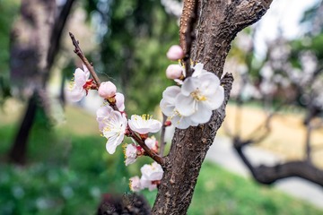 天坛公园杏花、玉兰（2）2025-3-24 a