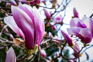 春季玉兰花（6）2026-03-24 e