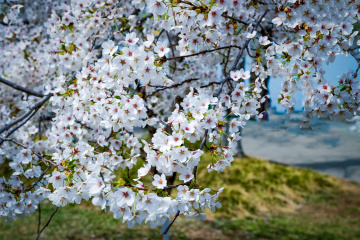 玉渊潭公园樱花（6）2026-03-30 e