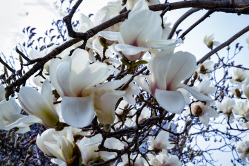 春季玉兰花（7）2026-03-24 c