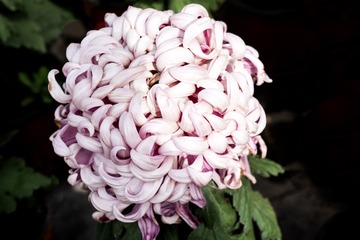 天坛公园菊花（1）2023-10-31 b