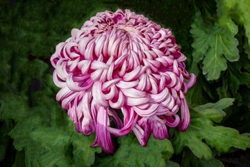 天坛公园菊花（3）2023-10-31 a