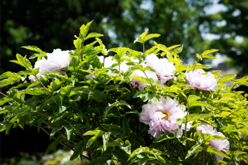 景山公园牡丹(9)2026-04-21 c