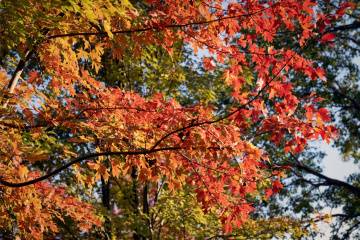 北宫森林公园（16）2025-10-20 e