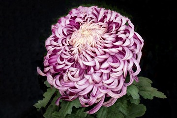天坛公园菊花（3）2023-10-31 b