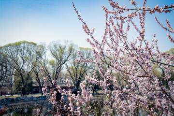 颐和园西堤（5）2026-03-20 a