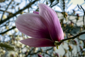 春季玉兰花（7）2026-03-24 f